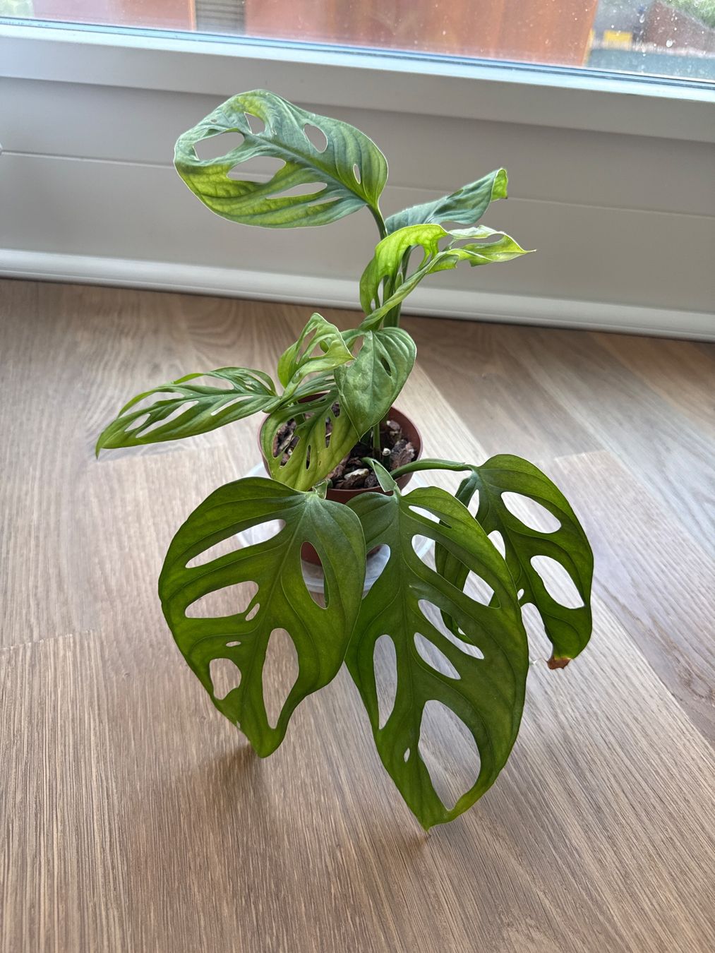 Piante & sementi: Monstera Adensonii (Monkey Mask) – Usato da Zürich venduto da bau_d56d