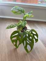 Monstera Adensonii (Monkey Mask)