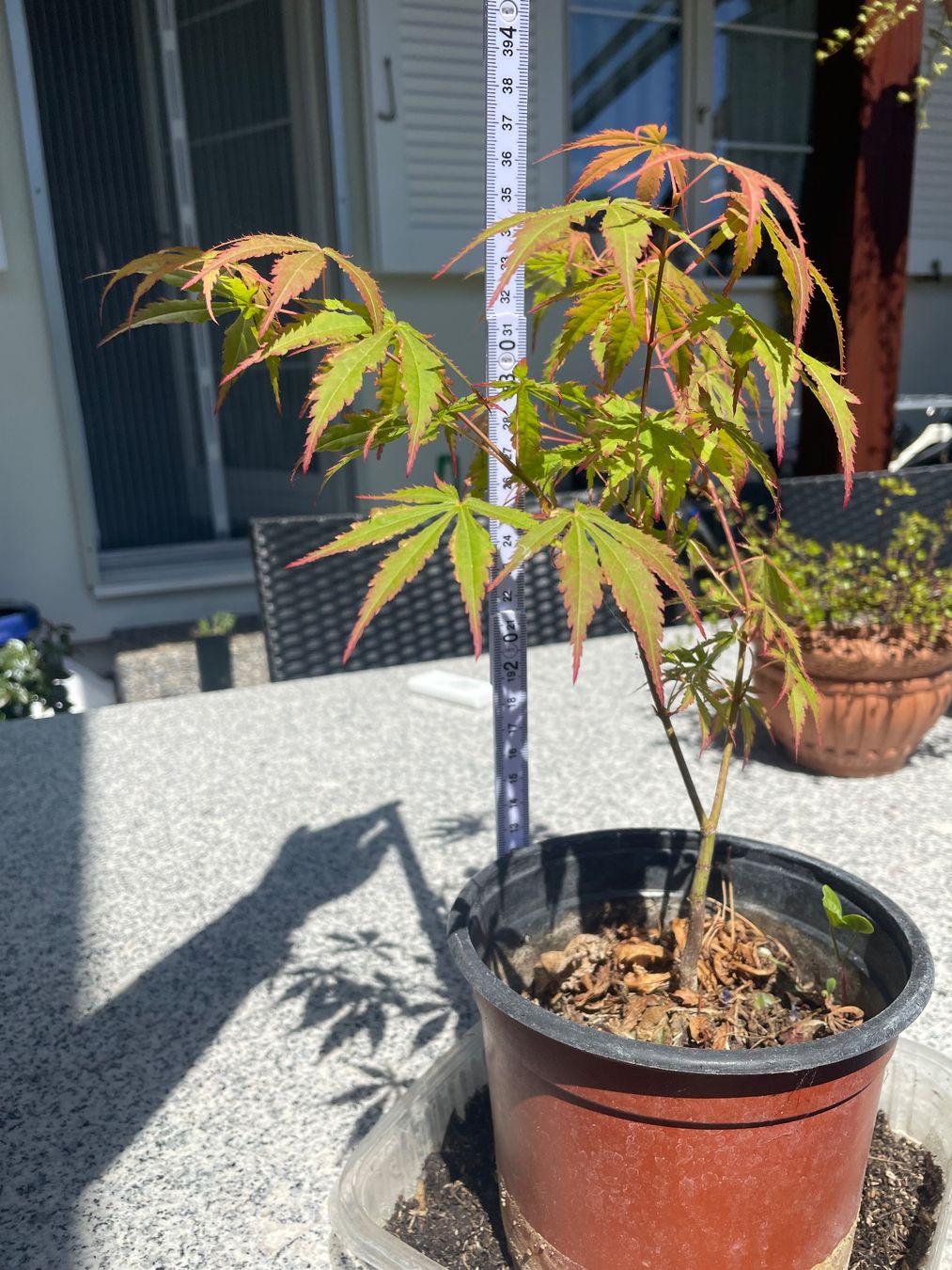Piante & sementi: Acer Palmatum - Fächer-Ahorn – Nuovo (secondo la descrizione) da Buchs AG venduto da fischli610 7