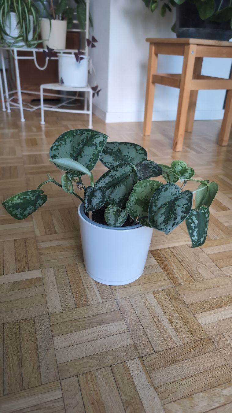 Pflanzen & Samen: Satin Pothos Pflanze – Gebraucht aus Wallisellen von ali_x62p