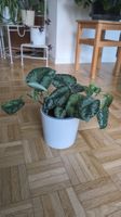 Satin Pothos Pflanze