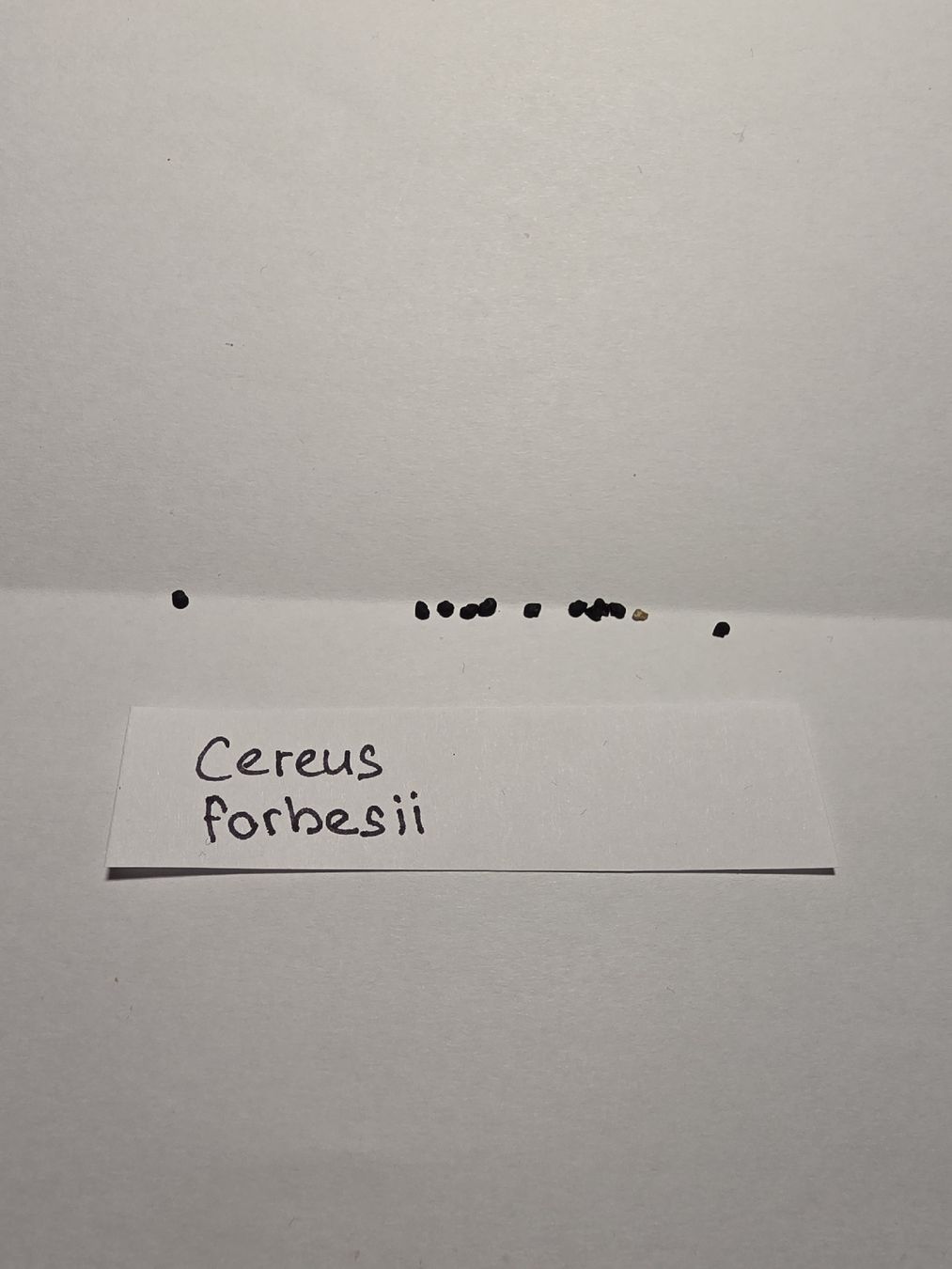 Pflanzen & Samen: Kaktussamen / Cereus forbesii – Neu (gemäss Beschreibung) aus Gerolfingen von Azora 1