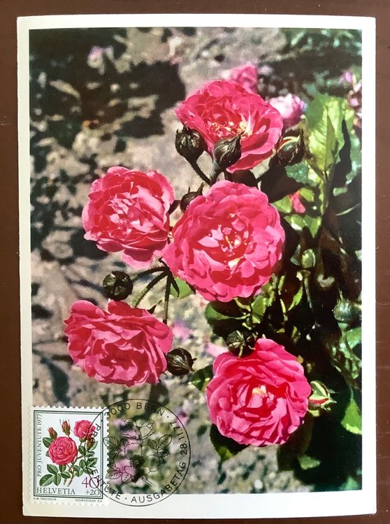 Maximumkarte Rosen Roses 40c 1977 PJ Juventute FDC (Gebraucht) in für ...