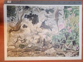 Schulwandbild: Eidechsen & Blindschleiche mit Begleitheft