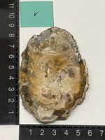 Heilstein / versteinertes Holz / Edelstein