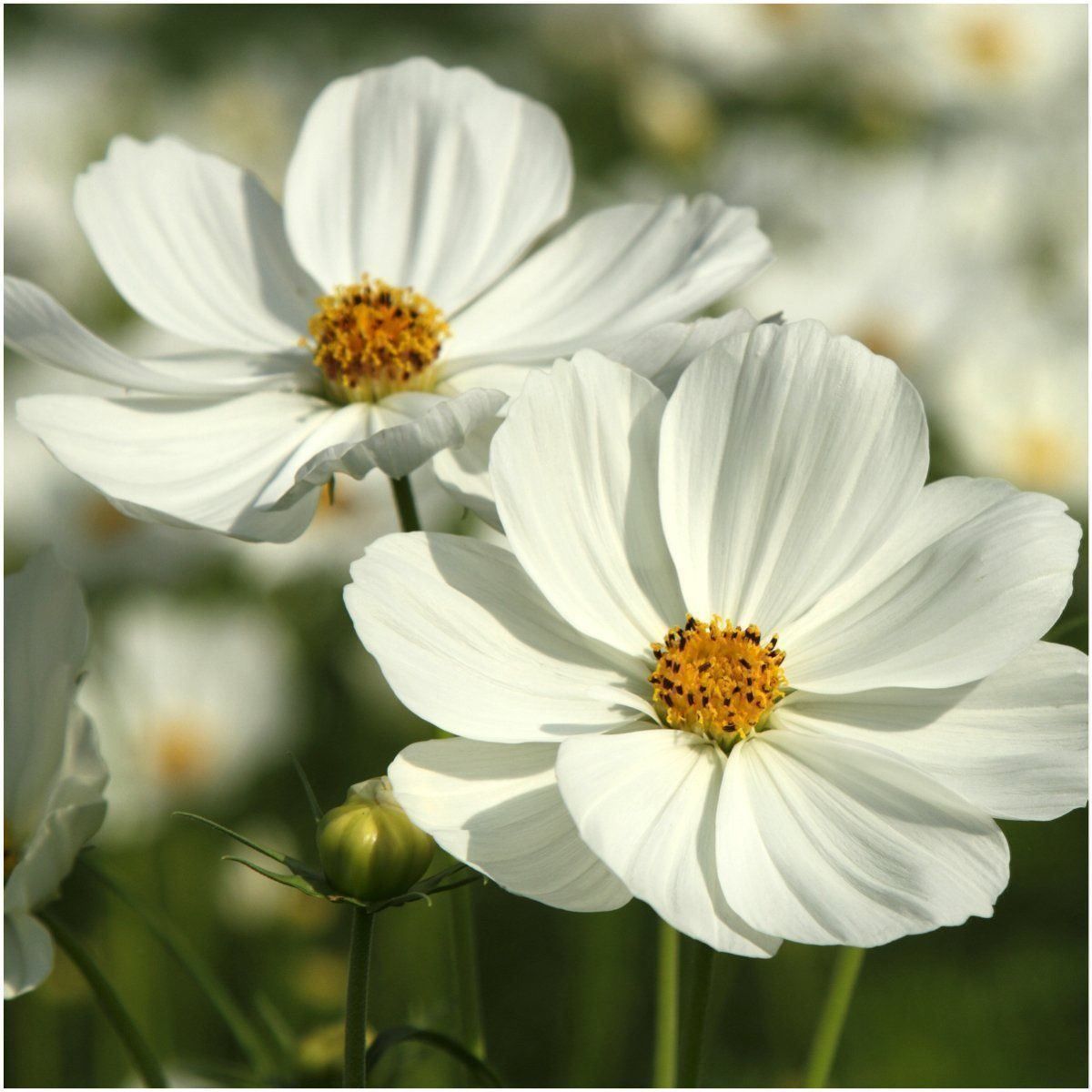 Piante & sementi: 100 Samen Cosmea PURITY Schmuckkörbchen – Nuovo (secondo la descrizione) da Ehrendingen venduto da VerveinaSamen 1