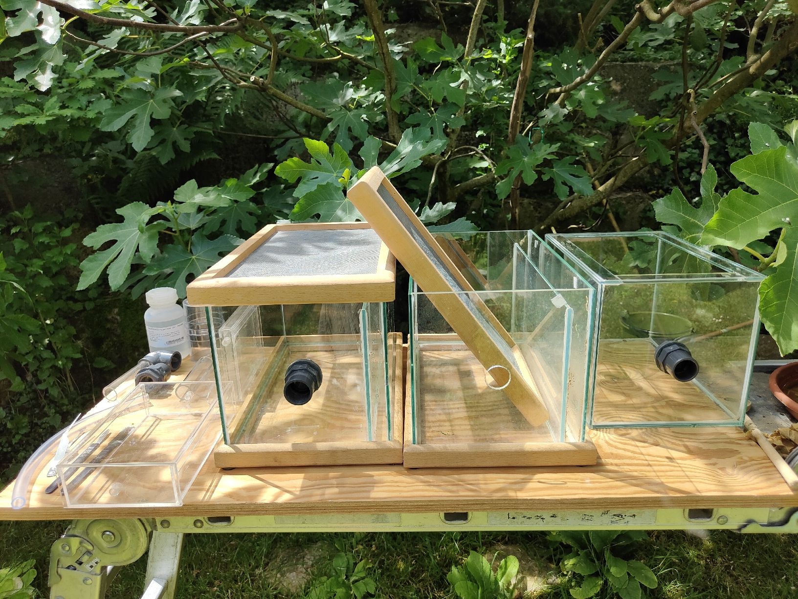Terrario: Ameisen Terrarien  – Usato da Gebenstorf venduto da and_ptt6