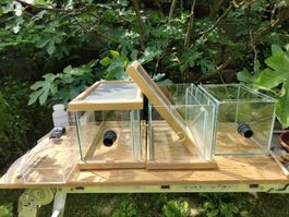 Ameisen Terrarien 