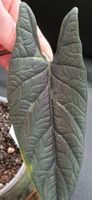 🤩Alocasia Scalprum Rhizom 