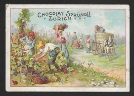Chromo Chocolat Sprüngli Zürich :  Les Vendanges  (1900s)
