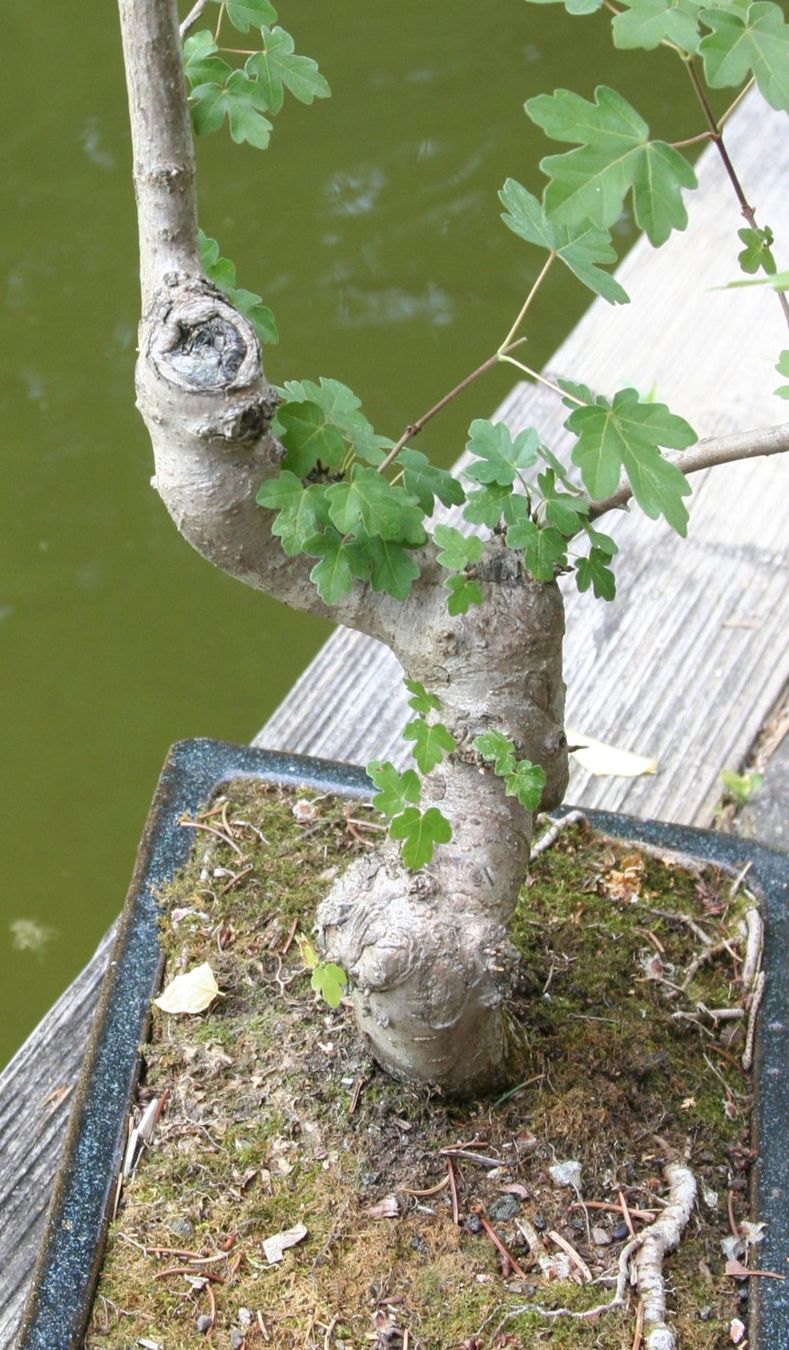 Piante & sementi: BONSAI  -  Feldahorn – Usato da Gretzenbach venduto da Sikim 2