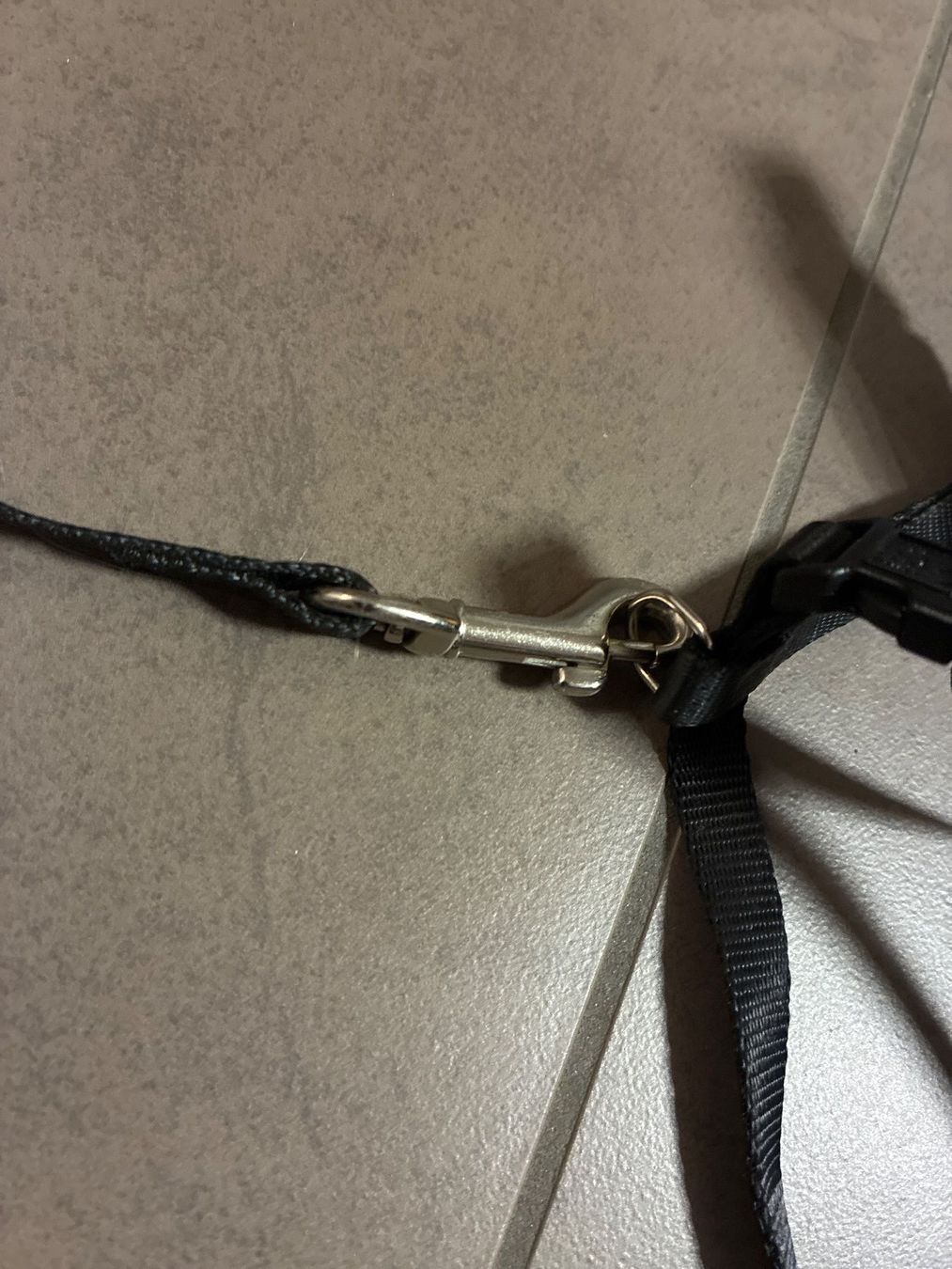 Leine & Halsband: Katzenleine mit Gschirr – Gebraucht aus Guntershausen von Gloominati 2