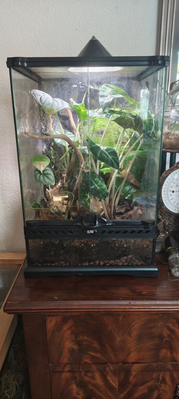 Terrariums: Terrarium – D'occasion à Biel-Benken BL par Minder123