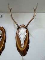 Sika-Hirschgeweih