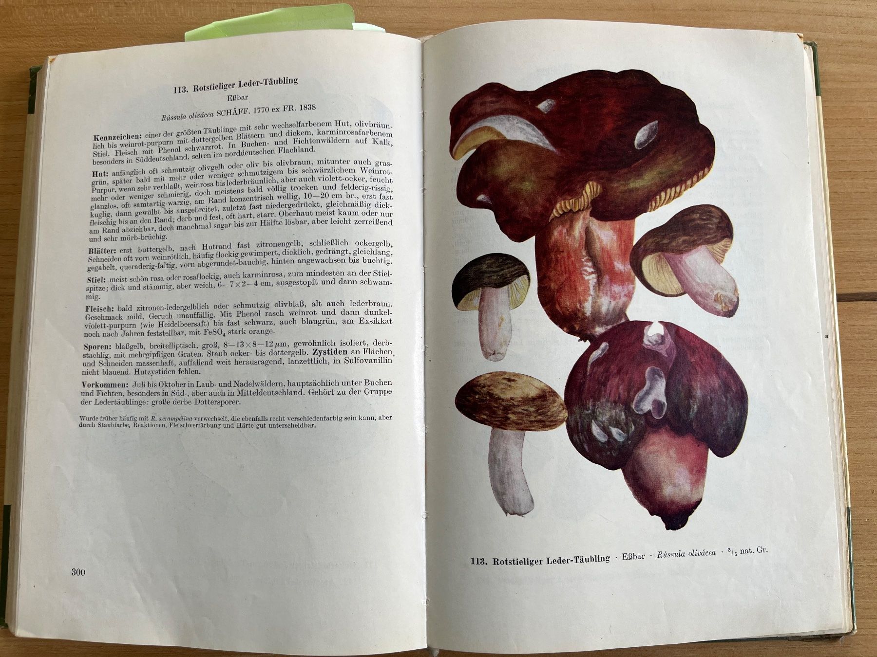 Libri: Pilzbücher diverse antiquarisch – Usato da Märwil venduto da tricholoma 3