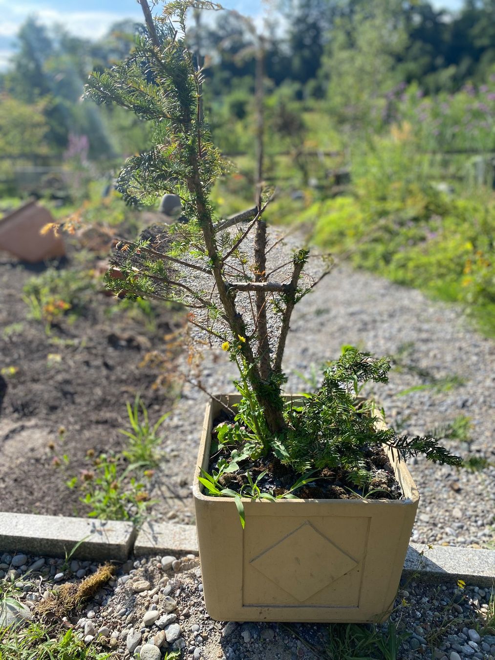 Eibe Pre Bonsai Taxus Baccata (D'occasion)  Luzern pour CHF 25  retrait  uniquement | Acheter sur Ricardo