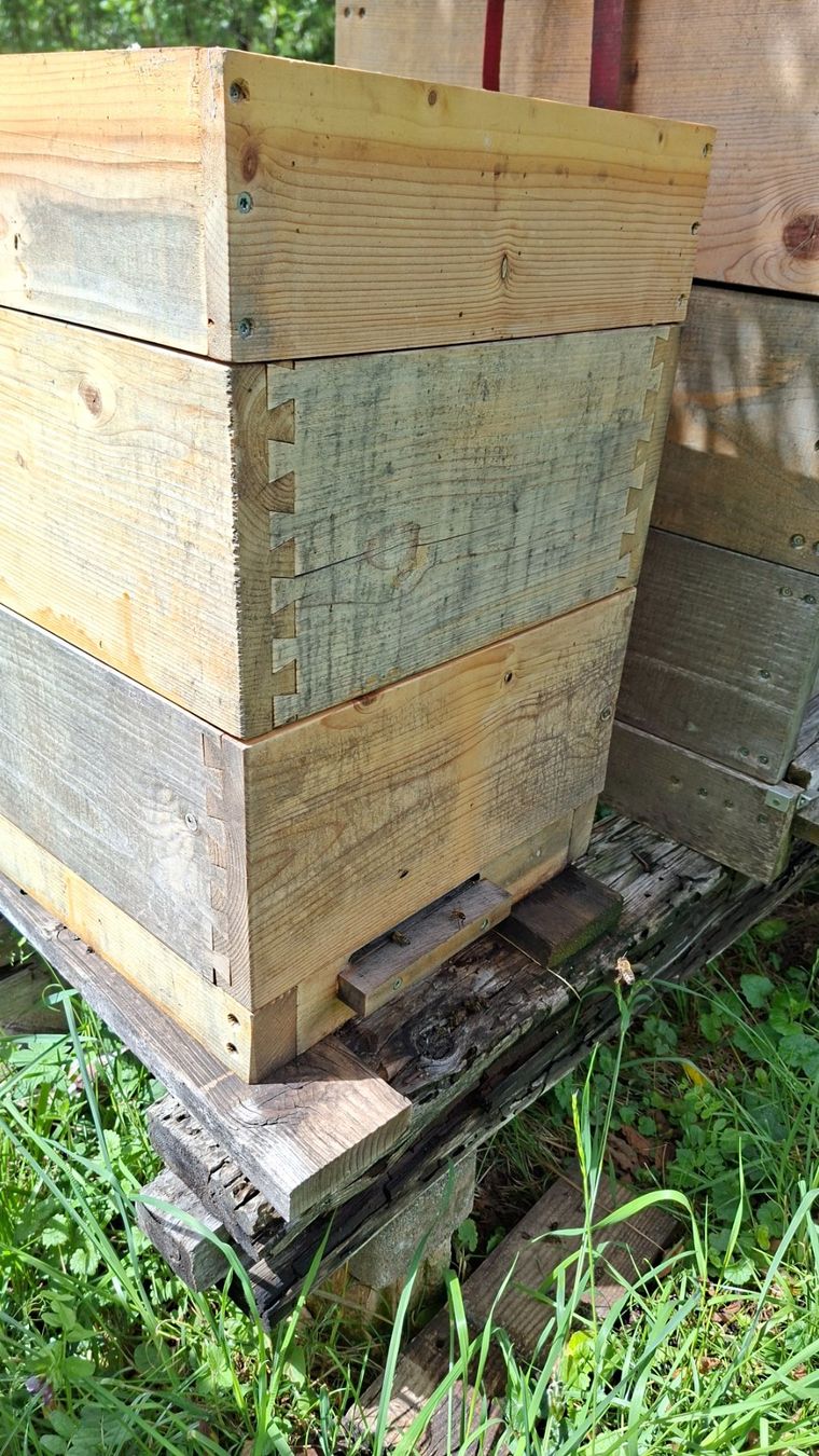 Alveari: Ableger- Jungvolkmagazine mit Bienen – Usato da Gibswil venduto da Schufi2