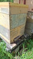 Ableger- Jungvolkmagazine mit Bienen