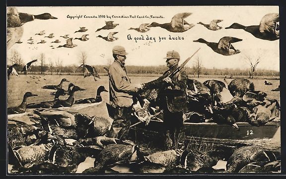 Cartoline postali: A good day for ducks, Entenjäger mit za – Usato da Berlin venduto da bartko-reher