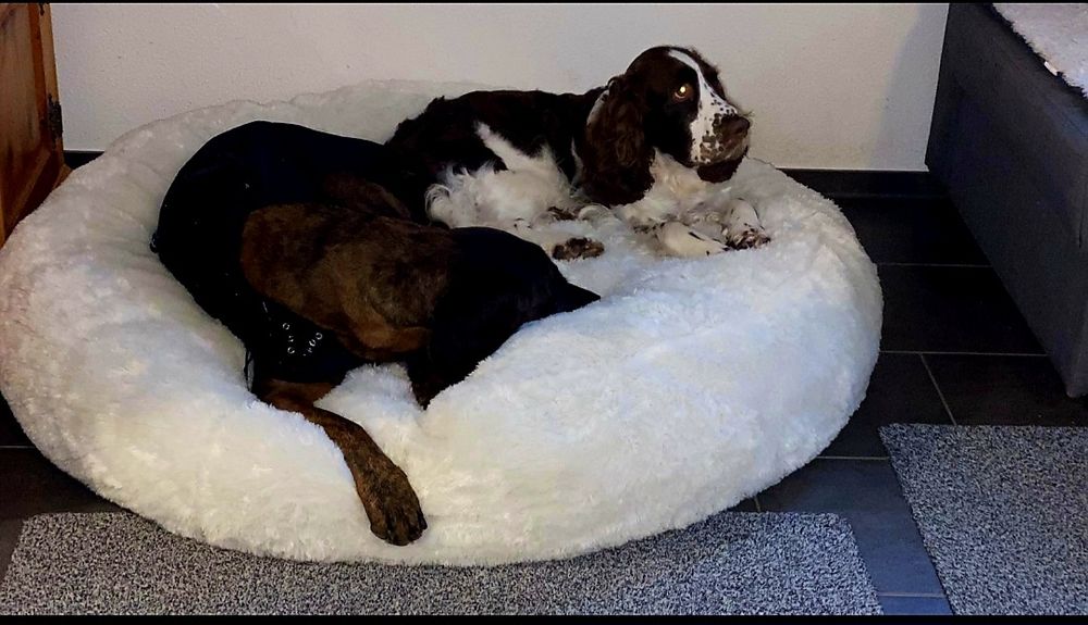 gefrorenes hundefutter Gefriergetrocknetes Hundefutter Geflügel & Rind – BARF Alternative ohne  Kühlung. Ab Mittwoch wieder lieferbar! main image 1