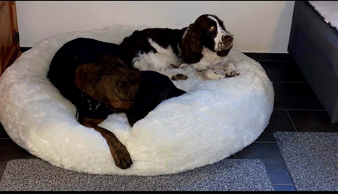 Hundebett Flocke von zooplus (Gebraucht) in Schtz fr CHF 20  nur  Abholung auf Ricardo kaufen