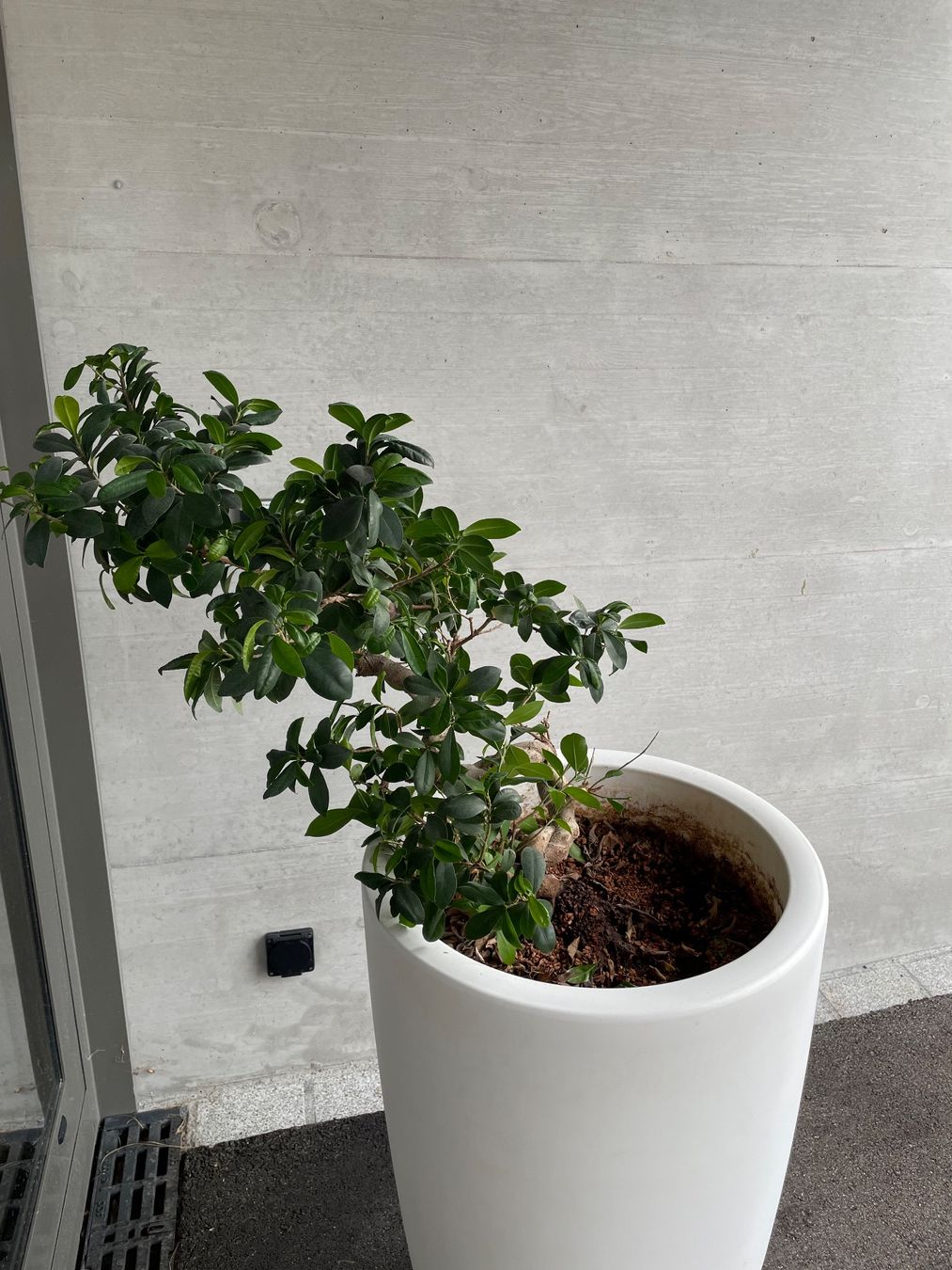 Blumentöpfe: Blumentopf inkl. Bonsai – Gebraucht aus Appenzell Steinegg von trachsler1978 2