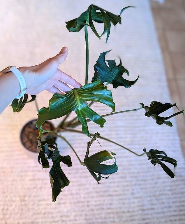 Piante & sementi: Monstera Deliciosa Unniiae – Nuovo (secondo la descrizione) da Faulensee venduto da plantmama 5