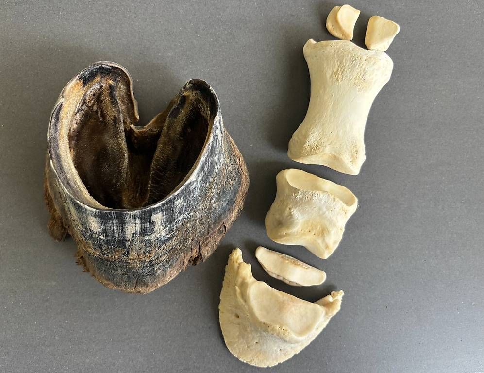 Il mondo degli animali: KNOCHENPRÄPARATION Präparat Pferdebein-Skelett echte Knochen – Usato da Stüsslingen venduto da ascabatjo