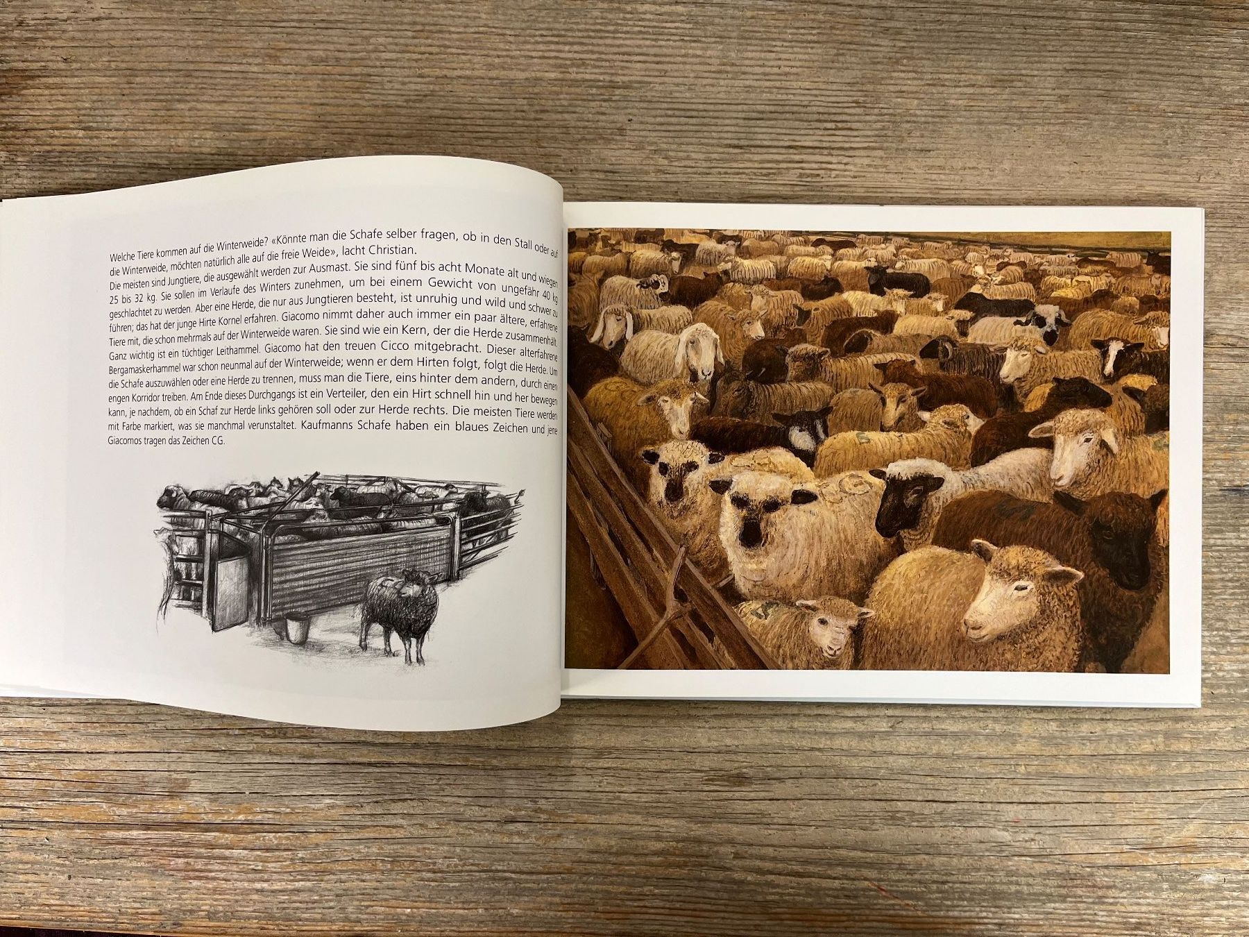 Libri: Bergmann Peter  Winterweide mit einem Schafhirten unterwegs – Usato da Pfäffikon ZH venduto da buresi 3