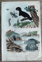Gravure ancienne d'oiseau et d'insectes d'occasion