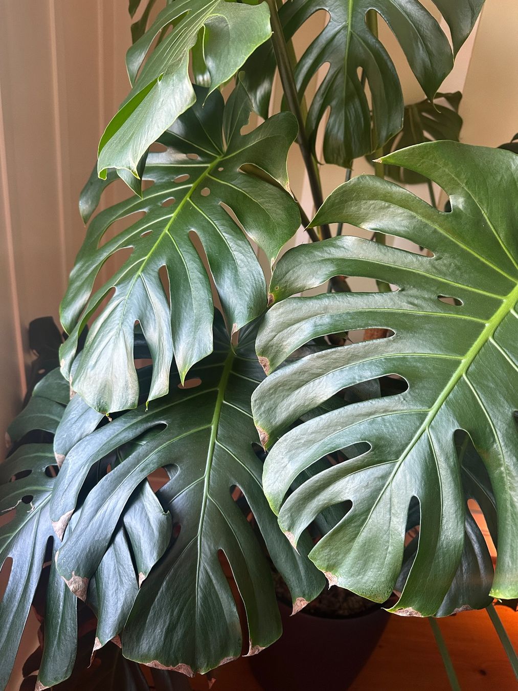 Monstera Deliciosa XXL sucht neues Zuhause wegen Platz (Gebraucht) in  Zrich fr CHF 85  nur Abholung auf Ricardo kaufen
