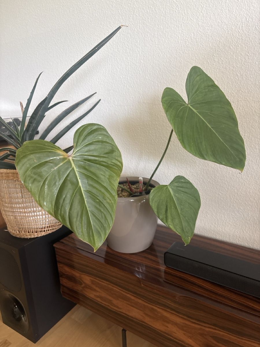 Piante & sementi: Philodendron Pink Glory – Usato da olten venduto da momo2417