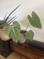 Philodendron Pink Glory