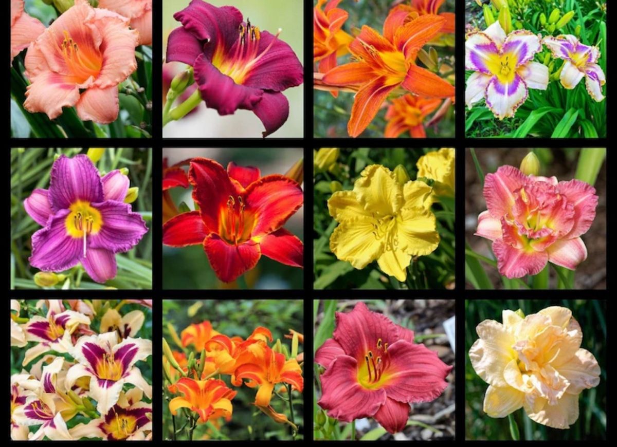 Piante & sementi: Taglilien/ Hemerocallis – Usato da Kefikon ZH venduto da Haligali81 5