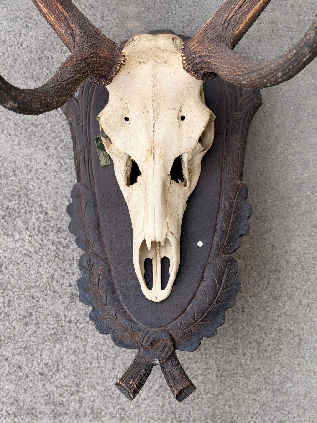 Monde des animaux: Grosses schönes Hirschgeweih – D'occasion à Küsnacht ZH par Icon21 1
