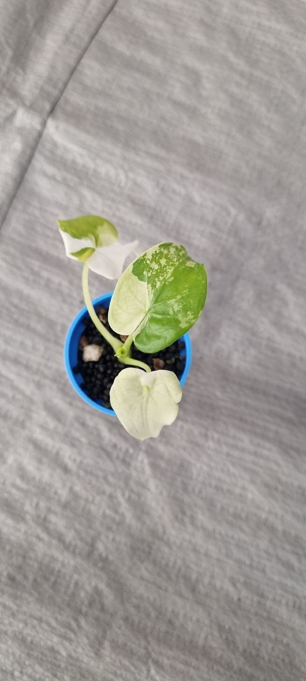 Piante & sementi: Alocasia Cucullata variegata - Größe S – Nuovo e nell'imballaggio originale da Wallenwil venduto da LadyLeaf_Ellis1 1