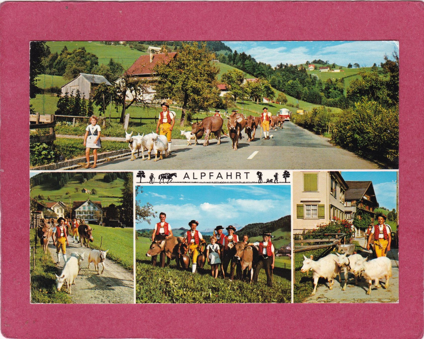 Cartoline postali: Alpfahrt Ziegen Kühe 1979 – Usato da Herisau venduto da Lisegrat2008