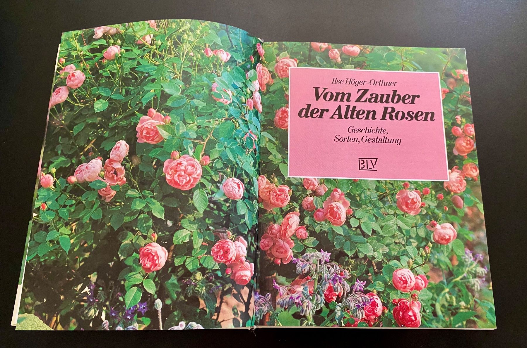 Livres: Vom Zauber der Alten Rosen – D'occasion à Nussbaumen AG par schuba2000 2