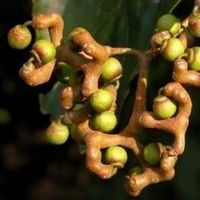 Hovenia dulcis "Raisinier de Chine"  10g