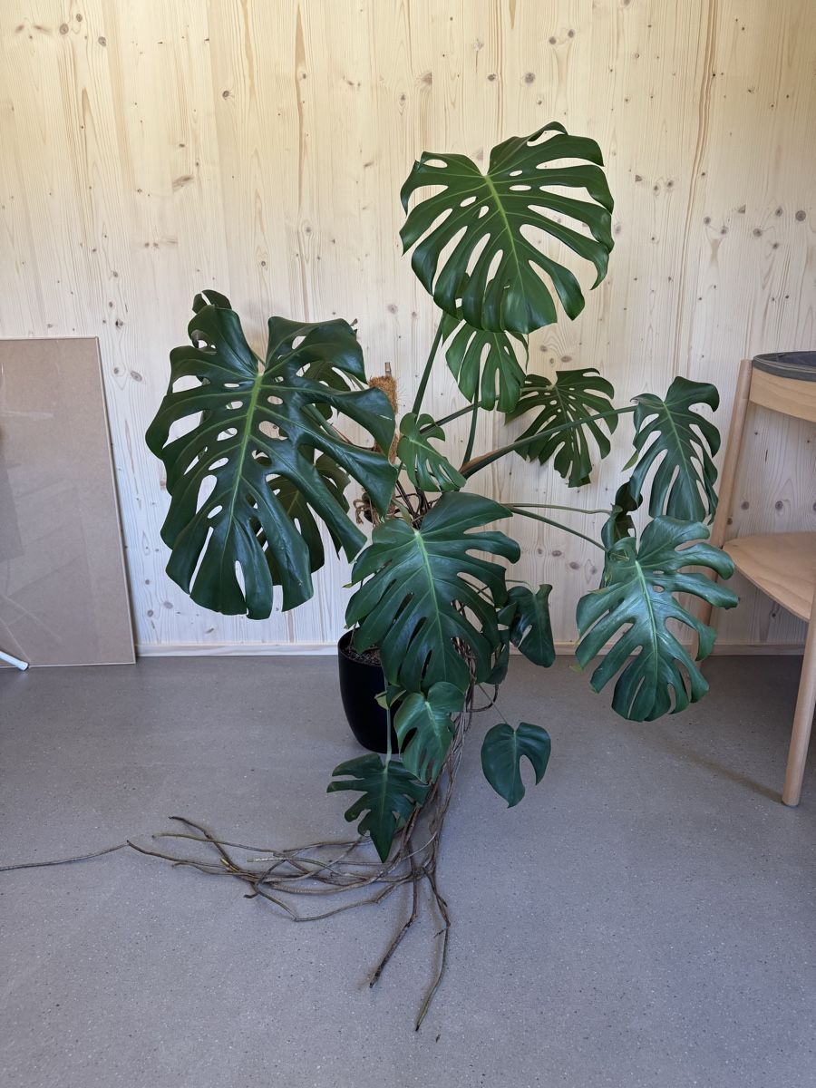 Piante & sementi: Grosse Monstera Deliciosa Zimmerpflanze – Usato da Bolligen venduto da glorja