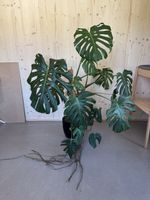 Grosse Monstera Deliciosa Zimmerpflanze