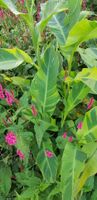 Canna indica WOLF SONG