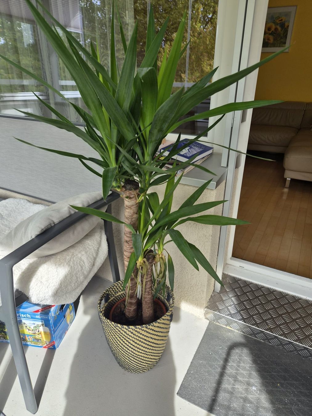 Piante & sementi: Grosse Yucca-Palme – Usato da Zürich venduto da Salesmaker