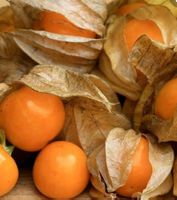 Ab 5.-fr ! ⚠️RARITÄT⚠️! 10 SAMEN LAMPIONPFLANZE ORANGEROT