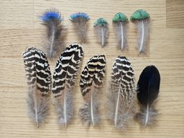 Mauserfedern Pfau