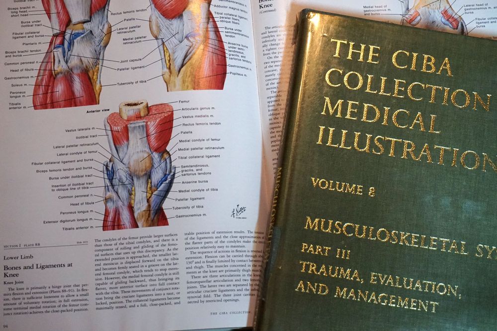 Netter Collection Medical Illustrations/13+1 Bände/Anatomie (Gebraucht ...