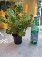 Jamaika-Thymian/Kubanischer Oregano Plectranthus amboinicus