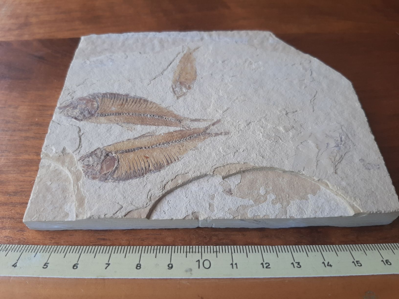 Fossili: 3 fossile Fische USA – Usato da Rickenbach BL venduto da Oktober68 3