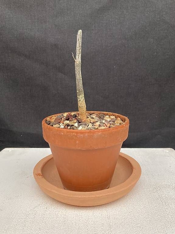 Piante & sementi: Adenia olaboensis – Usato da Liestal venduto da PrebenZwei