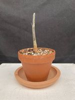 Adenia olaboensis